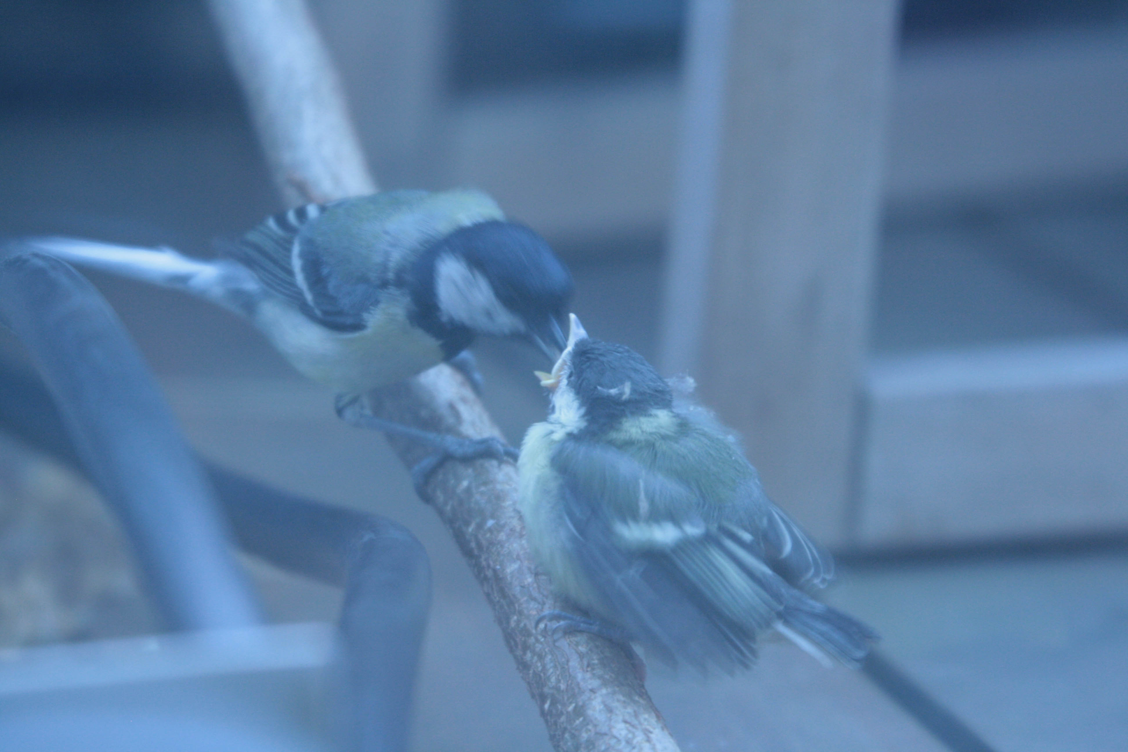 coal tit- chick- feeding- photo by justin bere.jpg